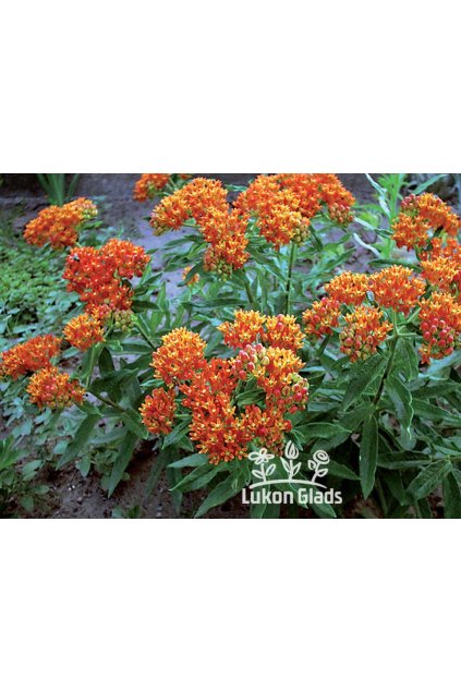 Asclepias tuberosa - tuberosa, klejicha