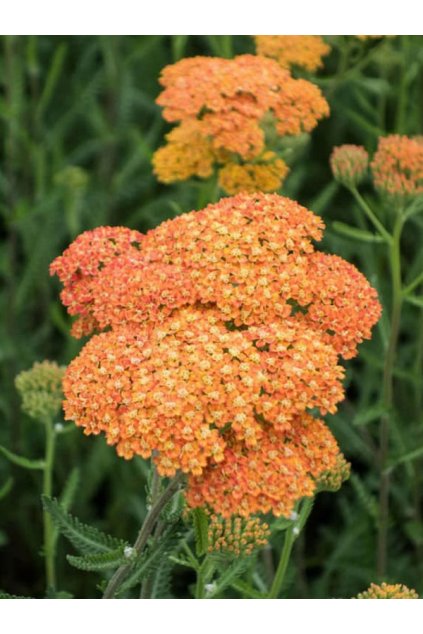 Achillea yellow Terracotta (2)
