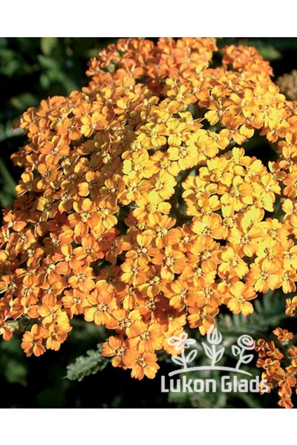 Achillea TERRACOTTA - řebříček