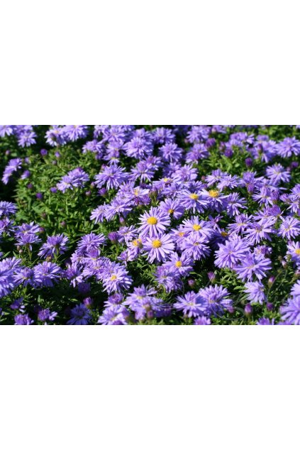 Aster LADY IN BLUE