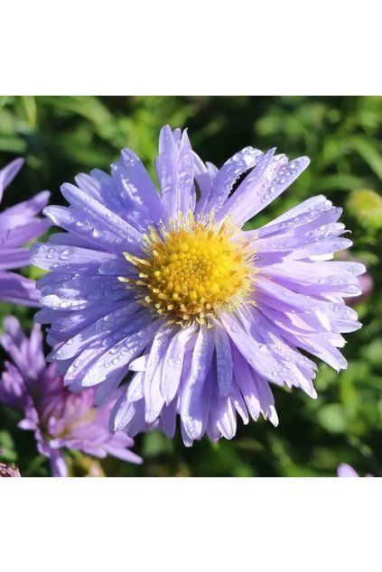 Aster dumosus ZWERGENHIMMEL 1