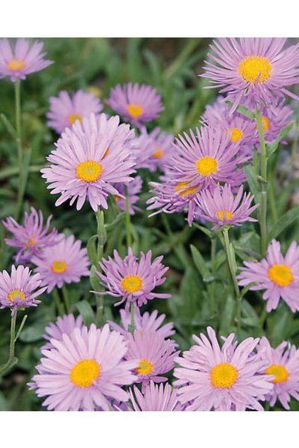 Aster alpinus HAPPY END - hvězdnice alpská