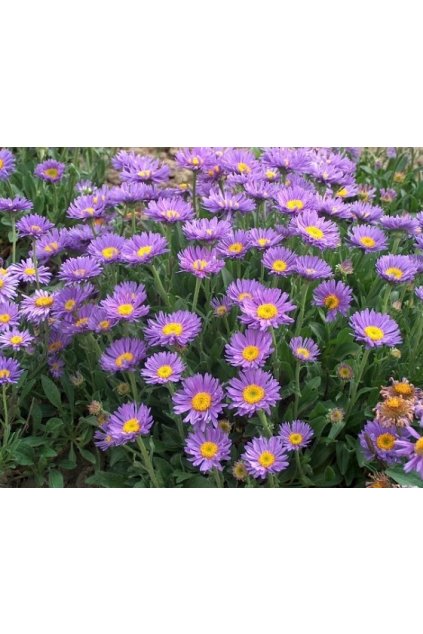 aster alpinus violet