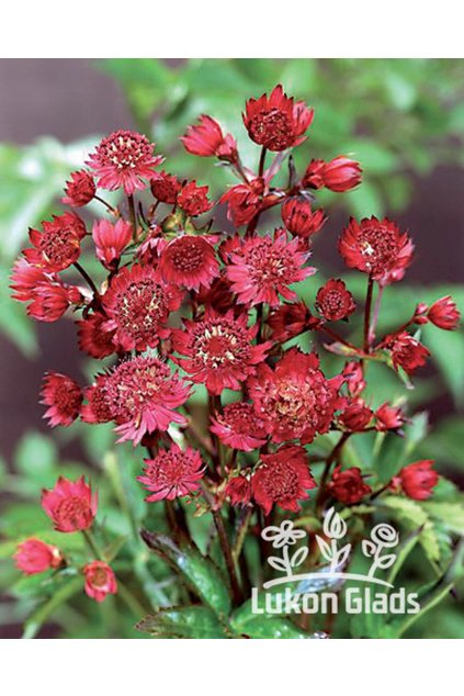 Astrantia major SPARKLING STARS RED - jarmanka