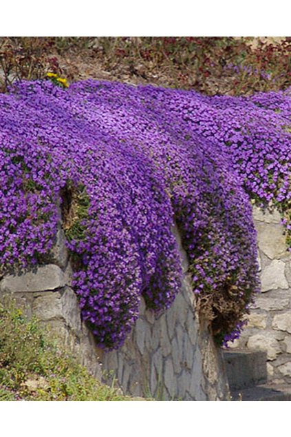 Aubrieta deltoidea CASCADE BLUE - tařička