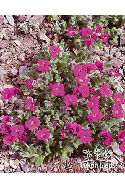 Aubrieta deltoidea CASCADE PURPLE - tařička