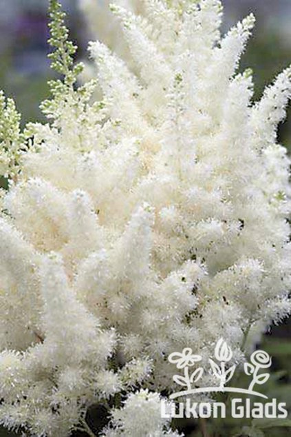 Astilbe arendsii WEISSE GLORIA - čechrava