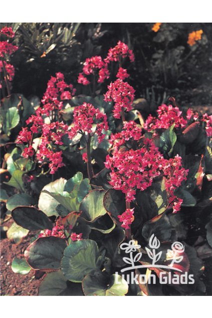 Bergenia cordifolia ROTBLUM - bergénie, badan