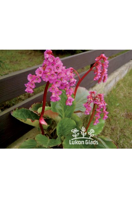 Bergenia cordifolia ROSE - bergénie, badan