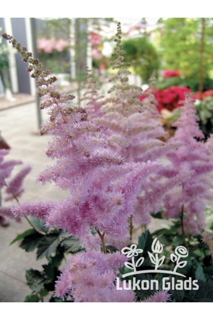 Astilbe hybrid HEART & SOUL - čechrava