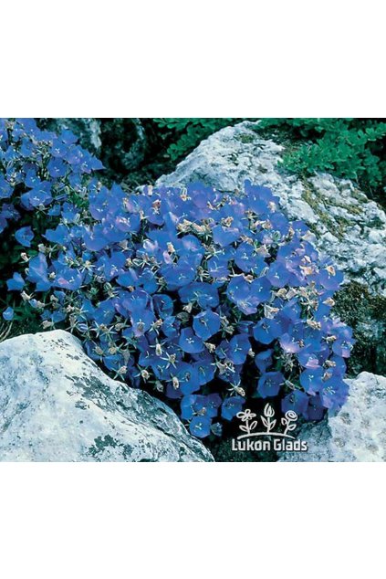 Campanula carpatica PERLA BLUE - zvonek karpatský