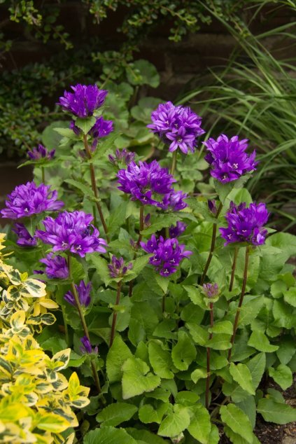 Campanula glomerata Superba 11502 S 1