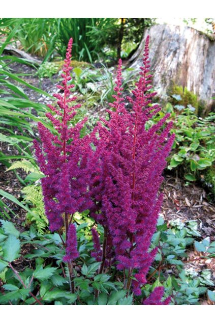 Astilbe chinensis VISIONS IN RED - čechrava