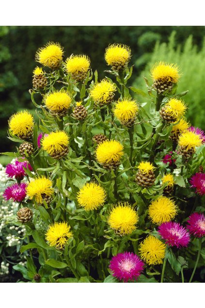 Centaurea macrocephala Deep Yellow 11521 1