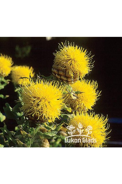 Centaurea macrocephala DEEP YELLOW - chrpa