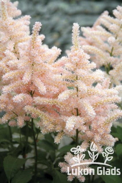 Astilbe japonica EUROPA - čechrava