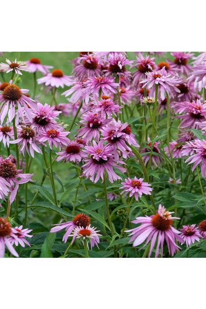 echinacea DOUBLEDECKER1