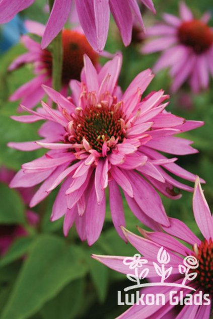 Echinacea purpurea DOUBLEDECKER - třapatka nachová