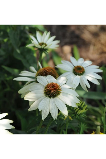 Echinacea purpurea PowWow™ White 18099 C 1