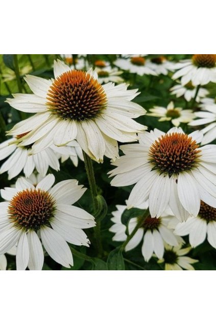 Echinacea powwow WHITE