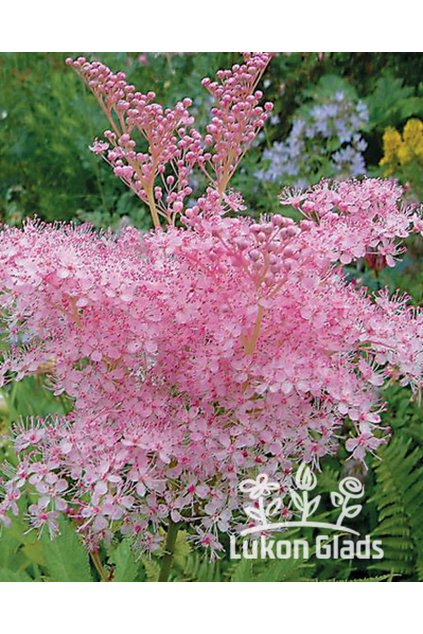 Filipendula rubra venusta MAGNIFICA - tužebník