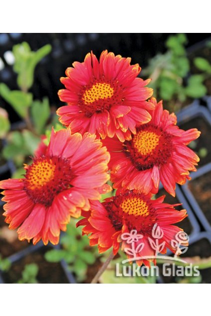 Gaillardia aristata BURGUNDER - kokarda