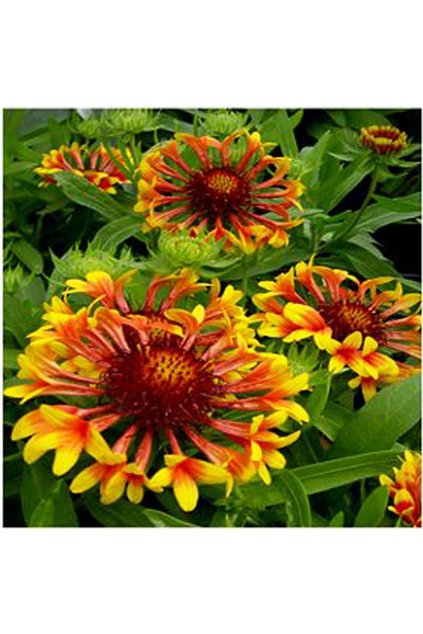 Gaillardia FIRE WHEELS - kokarda