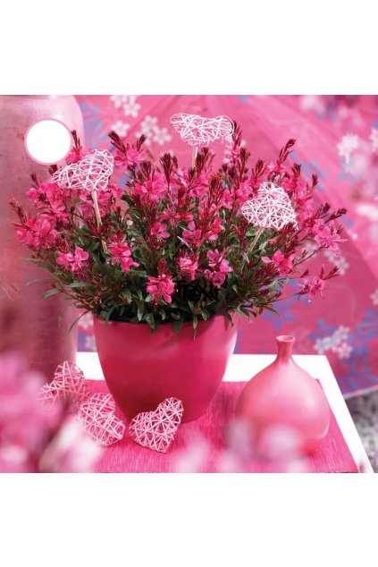 gaura gaudi red