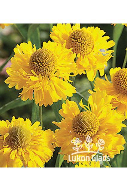 Helenium DOUBLE TROUBLE - záplevák