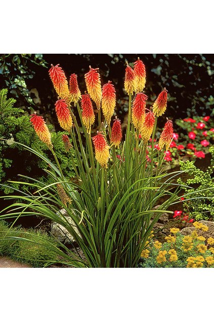 Kniphofia royal castle