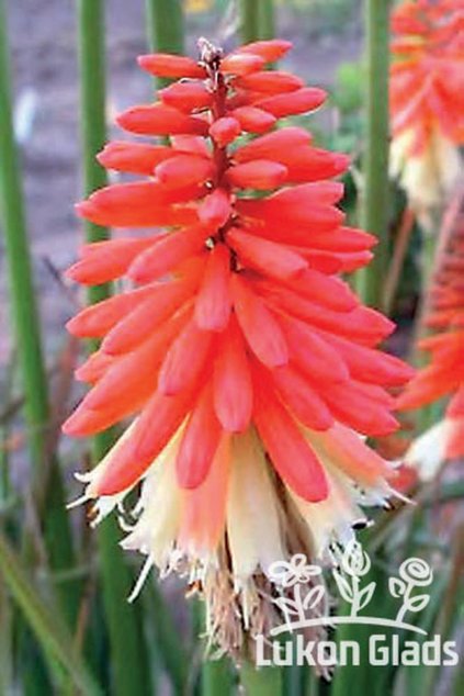 Kniphofia ROYAL CASTLE - mnohokvět, kleopatřina jehla