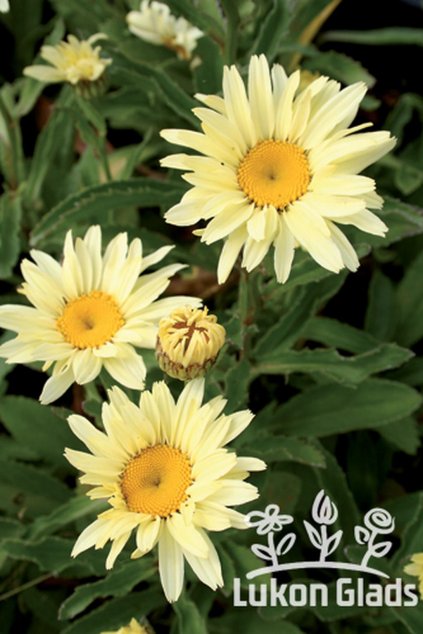 Leucanthemum maximum BROADWAY LIGHTS - kopretina největší