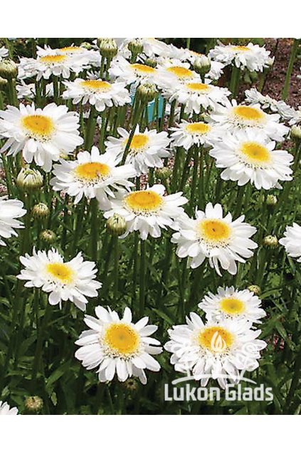 Leucanthemum superbum SUNNY SIDE UP - kopretina velkokvětá