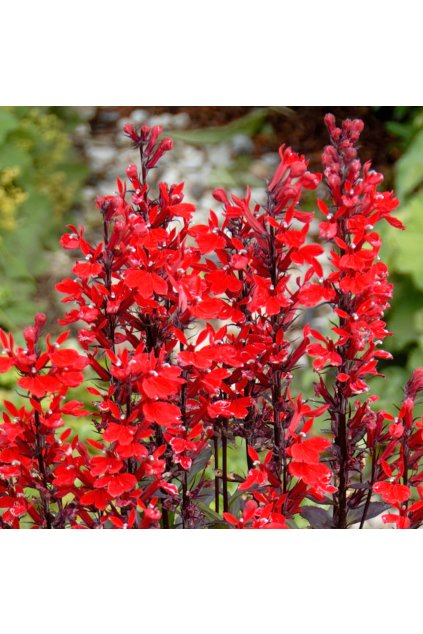 Lobelia queen victoria