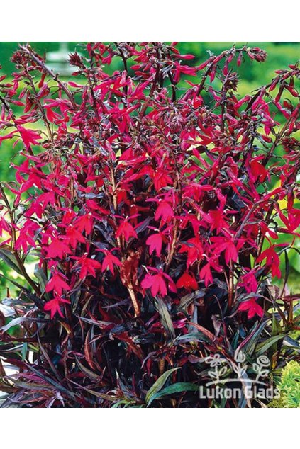 Lobelia speciosa RUSSIAN PRINCESS - lobelka