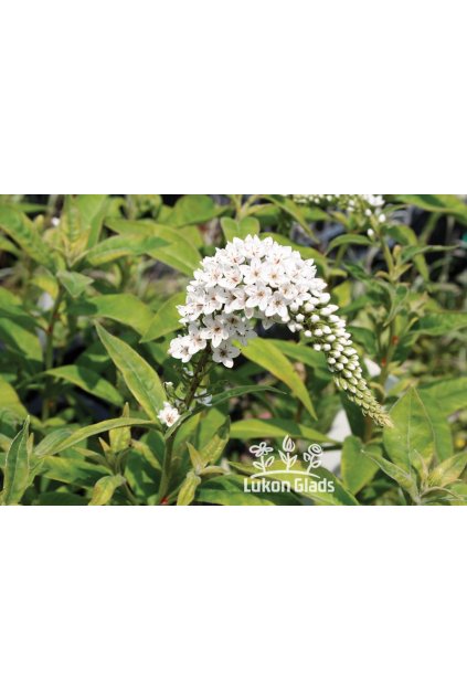 Lysimachia clethroides - vrbina sehnutá