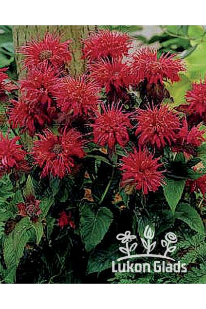 Monarda FIREBALL – zavinutka