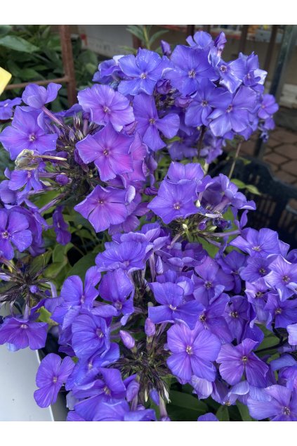 Phlox paniculata BLUE PARADISE - plamenka latnatá, flox