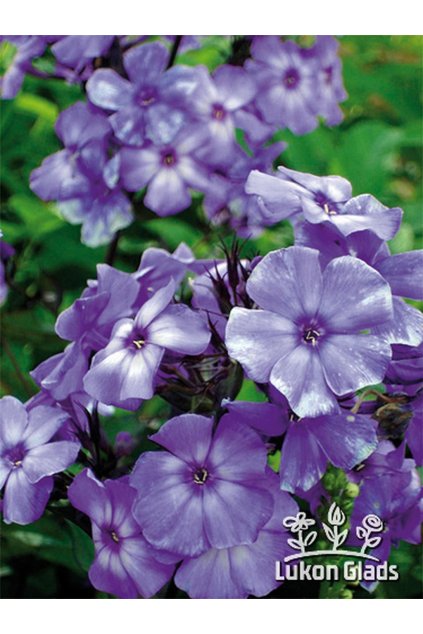 Phlox paniculata BLUE PARADISE - plamenka latnatá, flox