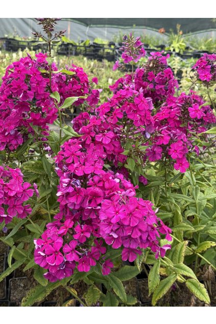 Phlox paniculata NICKY - plamenka latnatá, flox
