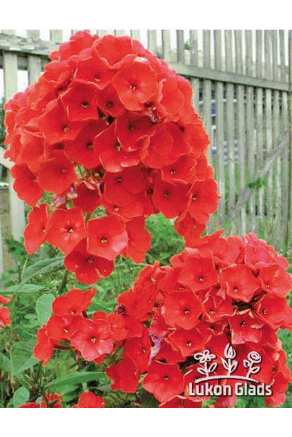 Phlox paniculata RED RIDING HOOD - plamenka latnatá, flox