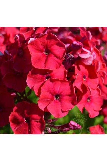Phlox TENOR