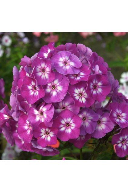 Phlox USPECH