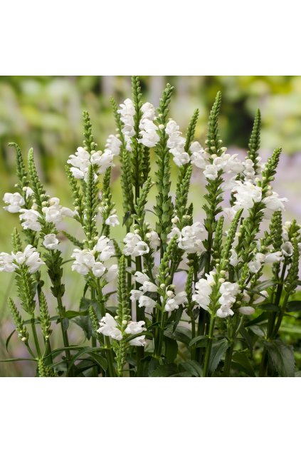 Physostegia virginiana ALBA1