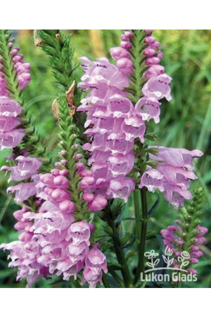 Physostegia virginiana ROSE - řetězovka virginská