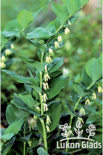 Polygonatum multiflorum - kokořík mnohokvětý