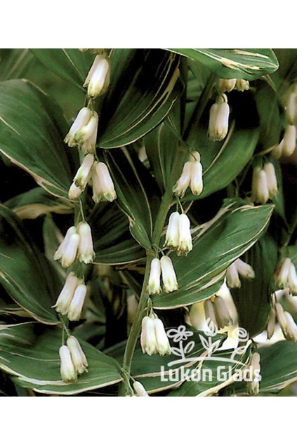 Polygonatum multiflorum variegatum - kokořík mnohokvětý