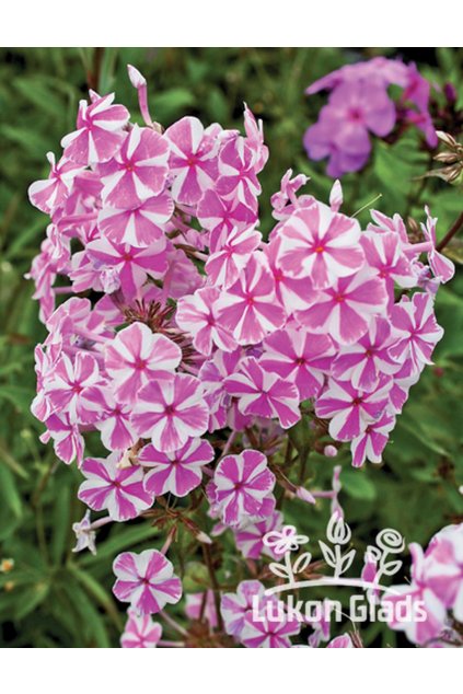 Phlox maculata NATASJA - plamenka, flox