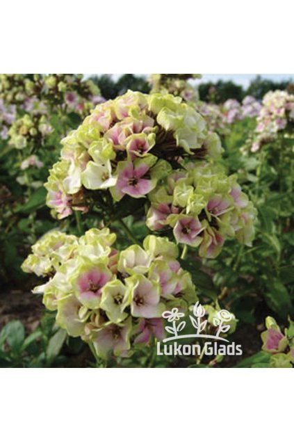 Phlox paniculata SHERBET BLEND - plamenka latnatá, flox