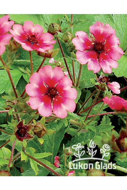 Potentilla nepalensis MISS WILLMOT - mochna
